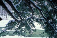 Snow and Eastern Hemlock, New Hampshire Fine Art Print