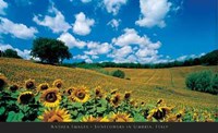 Sunflowers in Umbria, Italy Fine Art Print