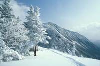 Snow Covered Trees and Snowshoe Tracks, White Mountain National Forest, New Hampshire Fine Art Print