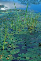 Water Lilies, New Hampshire Fine Art Print