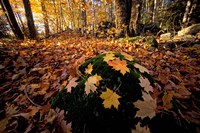 Sugar Maple Leaves on Mossy Rock, Nature Conservancy's Great Bay Properties, New Hampshire Fine Art Print