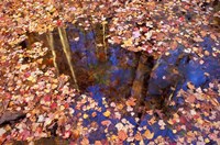 Fall Leaves and Reflections, Nature Conservancy Land Along Crommett Creek, New Hampshire Fine Art Print