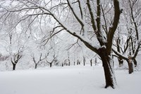 Snow-Covered Maple Trees in Odiorne Point State Park in Rye, New Hampshire Fine Art Print