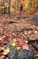 Hiking Sugarloaf Trail, White Mountain National Forest, Twin Mountain, New Hampshire Fine Art Print