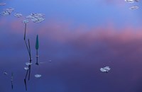 Pickerelweed, Lily Pads and Reflections in Trout Pond, Freedom, New Hampshire Fine Art Print