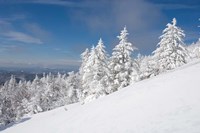 Snowy Trees on the Slopes of Mount Cardigan, Canaan, New Hampshire Fine Art Print