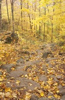 Rock Stairs on the Sugarloaf Trail, White Mountain National Forest, New Hampshire Fine Art Print