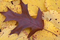 Northern Red Oak Leaf in Fall, Sandy Point Trail, New Hampshire Fine Art Print