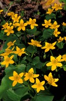 Urban Forestry Center, Marsh Marigolds, Portsmouth, New Hampshire Fine Art Print