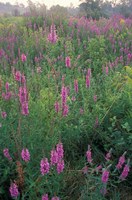 Purple Loosestrife, Invasive Alien Plant, Portsmouth, New Hampshire Fine Art Print