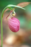 Pink Lady's Slipper near Woodman Brook, Durham, New Hampshire Fine Art Print