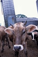 Jersey Cow at the Hurd Farm in Hampton, New Hampshire Fine Art Print