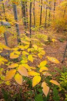 Northern Hardwood Forest, New Hampshire Fine Art Print