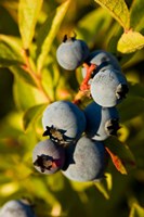 Blueberry agriculture, Alton, New Hampshire Fine Art Print
