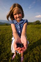 Child, blueberries, Alton, New Hampshire Fine Art Print