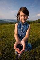 Blueberries, Alton, New Hampshire Fine Art Print