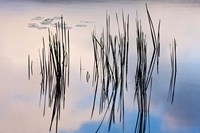 Lily pads and cattails grow in Gilson Pond, Monadanock State Park, New Hampshire Fine Art Print