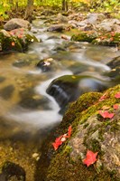 A stream in fall, Grafton, New Hampshire Fine Art Print
