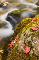 A stream in Fall in a Forest in Grafton, New Hampshire Fine Art Print