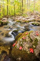 Autumn stream, Grafton, New Hampshire Fine Art Print