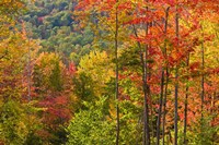 Forest in Grafton, New Hampshire Fine Art Print