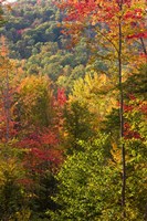 Fall in a Forest in Grafton, New Hampshire Fine Art Print
