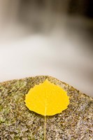 An aspen leaf next to a stream in a Forest in Grafton, New Hampshire Fine Art Print