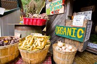 Holderness, New Hampshire Fine Art Print