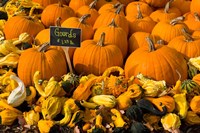 Gourds at the Moulton Farm, Meredith, New Hampshire Fine Art Print