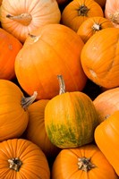 Pumpkins at the Moulton Farm, Meredith, New Hampshire Fine Art Print