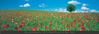 Flower Field in Brittany Fine Art Print
