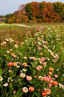 Moulton Farm in Meredith, New Hampshire Fine Art Print