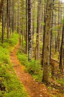 A trail around Ammonoosuc Lake, White Mountain National Forest, New Hampshire Fine Art Print