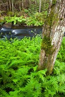 Fern flora, Greenough Brook, New Hampshire Fine Art Print