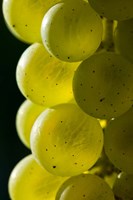 Candia Vineyards, New Hampshire Fine Art Print