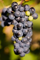 Marechal Foch grapes at the vineyard at Jewell Towne Vineyards, South Hampton, New Hampshire Fine Art Print