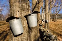 Sugar maple trees in Lyme, New Hampshire Fine Art Print