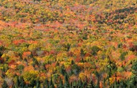 New Hampshire, White Mountains, Autumn Fine Art Print