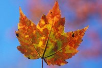 Franconia Notch, New Hampshire Fine Art Print