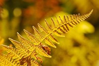 New Hampshire, Fern frond flora Fine Art Print