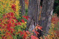 Yellow Birch Tree Trunks and Fall Foliage, White Mountain National Forest, New Hampshire Fine Art Print