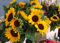 Market Sunflowers, Nice, France Fine Art Print