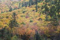 New Hampshire, White Mountains, Crawford Notch, fall foliage by Mount Washington Fine Art Print