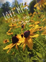 Love Me Not Fine Art Print