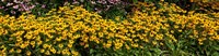 Black-eyed-Susan (Rudbeckia Hirta) in Bloom, Michigan Fine Art Print