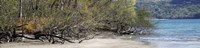 View of Trees on the Beach, Liberia, Guanacaste, Costa Rica Fine Art Print