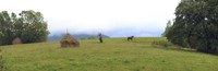 Horse in a Field, Transylvania, Romania Fine Art Print