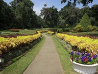 Royal Botanical Gardens, Peradeniya, Sri Lanka Fine Art Print
