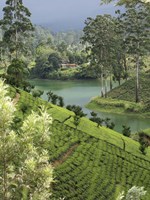 Tea Plantation, Castlereigh Reservoir, Nuwara Eliya, Central Province, Sri Lanka Fine Art Print