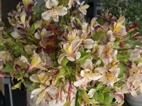 Orchids for Sale in Main Street Market, Galle, Southern Province, Sri Lanka Fine Art Print